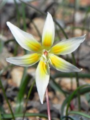 Erythronium multiscapideum