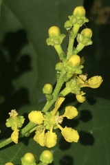 Bunchosia palmeri