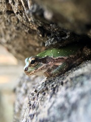 Hyla japonica