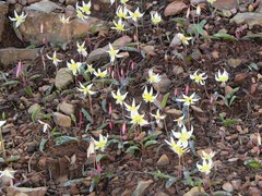 Erythronium multiscapideum