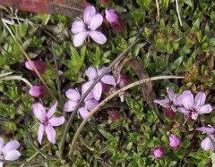Silene acaulis acaulis