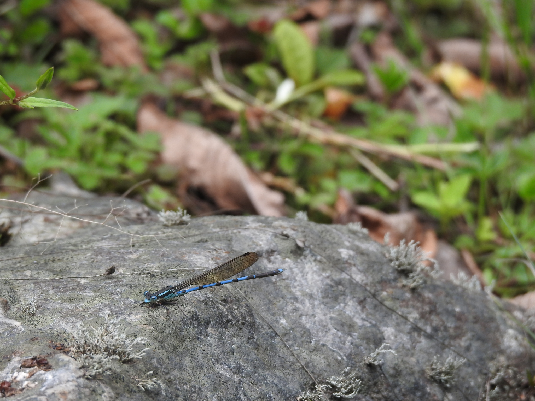 Blue Reedling