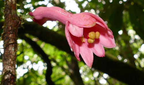 Passiflora amoena (Passiflora amoena)