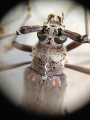 Susuacanga stigmatica