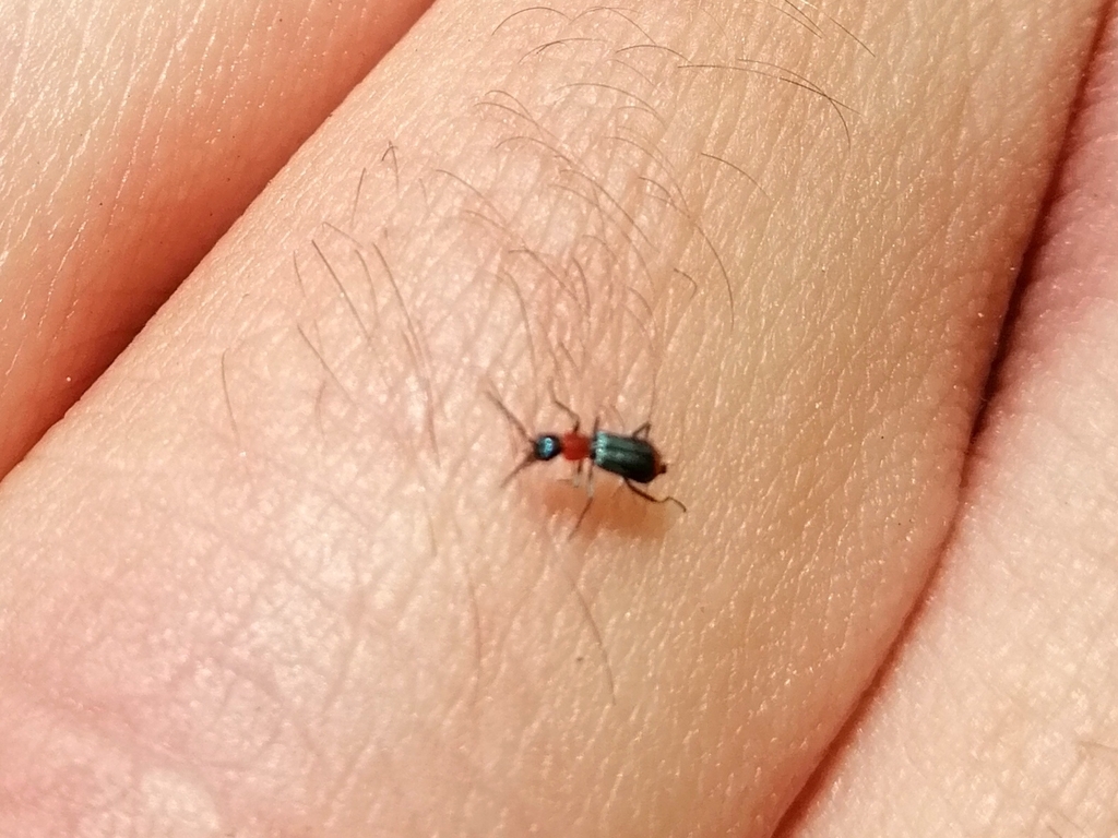 Cyrtosus longicollis