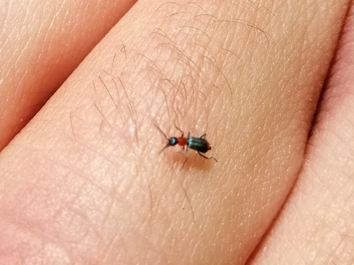 Cyrtosus longicollis