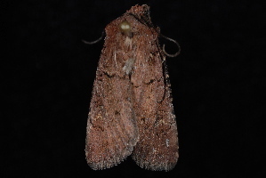 Euxoa brunneigera