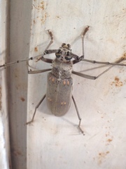 Susuacanga stigmatica