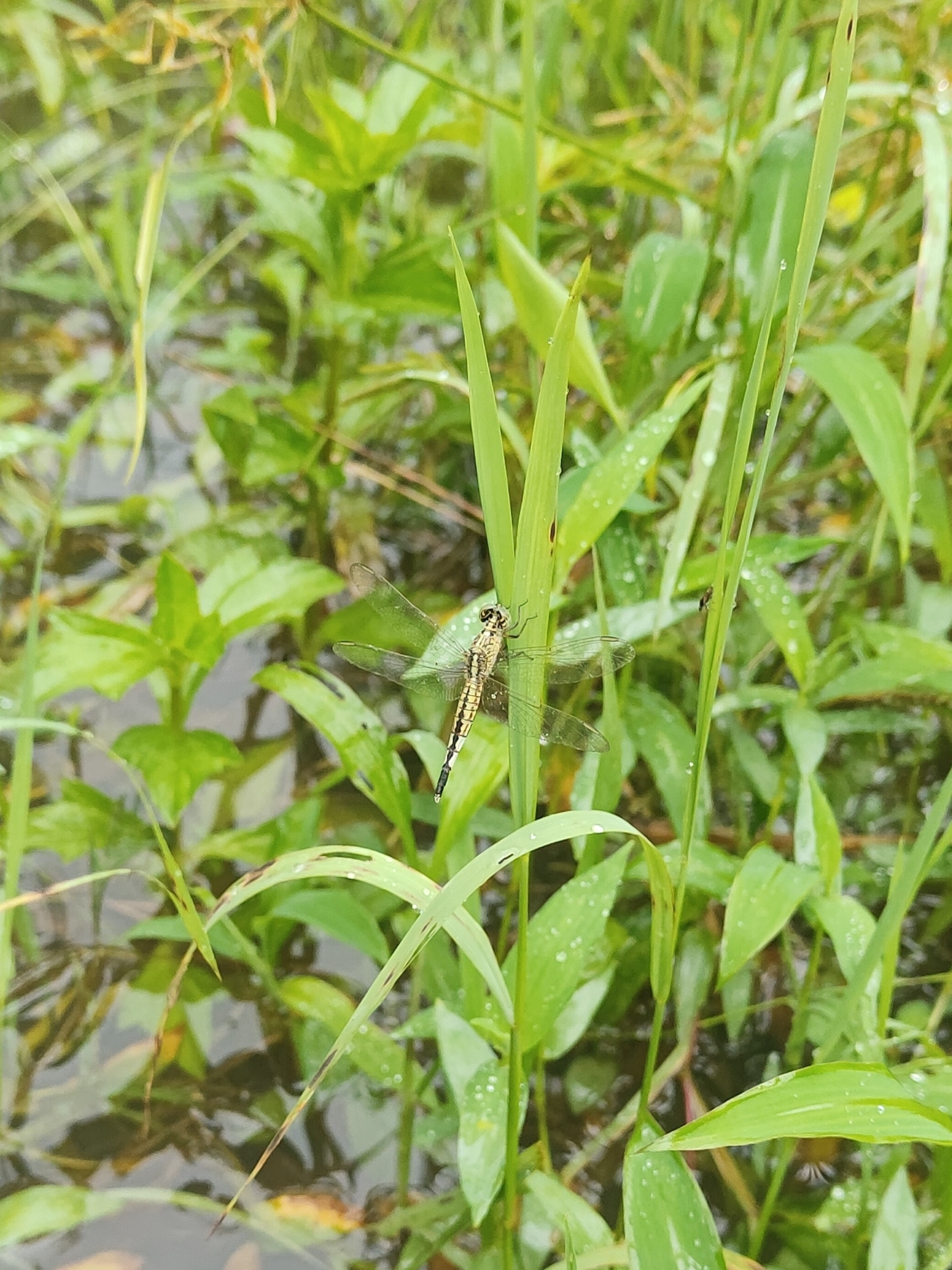 Trumpet-Tail