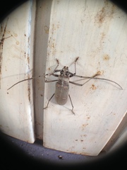 Susuacanga stigmatica