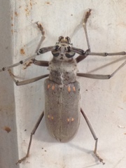 Susuacanga stigmatica