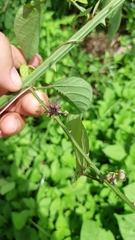 Byttneria aculeata