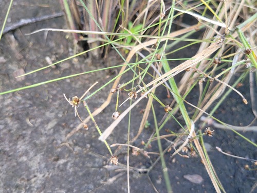 Rhynchospora divaricata, 2025-05-21