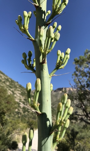 Agave lechuguilla