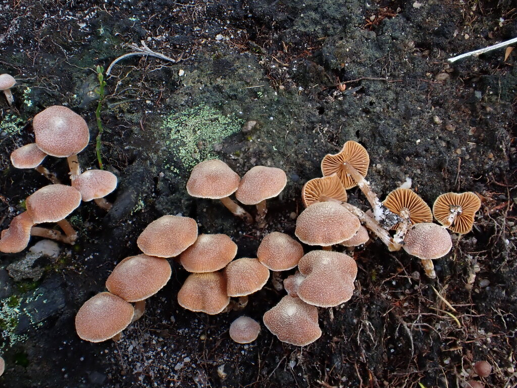 Cortinarius fibrillosus · May 2025 · photo: © oqt (iNaturalist, cc-by)