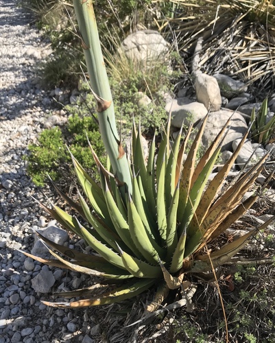 Agave lechuguilla