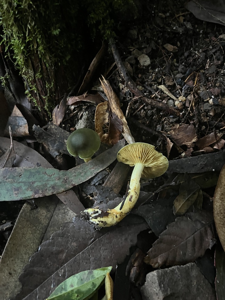 Cortinarius austrovenetus · May 2025 · photo: © oqt (iNaturalist, cc-by)