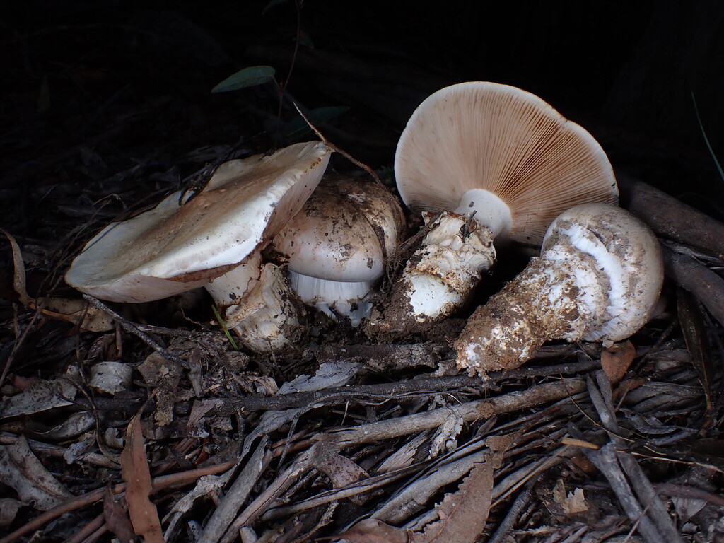 Austrocortinarius australiensis · May 2025 · photo: © oqt (iNaturalist, cc-by)