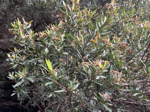 Tristania neriifolia observed 2025-05-26