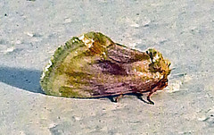 Chamaeclea basiochrea