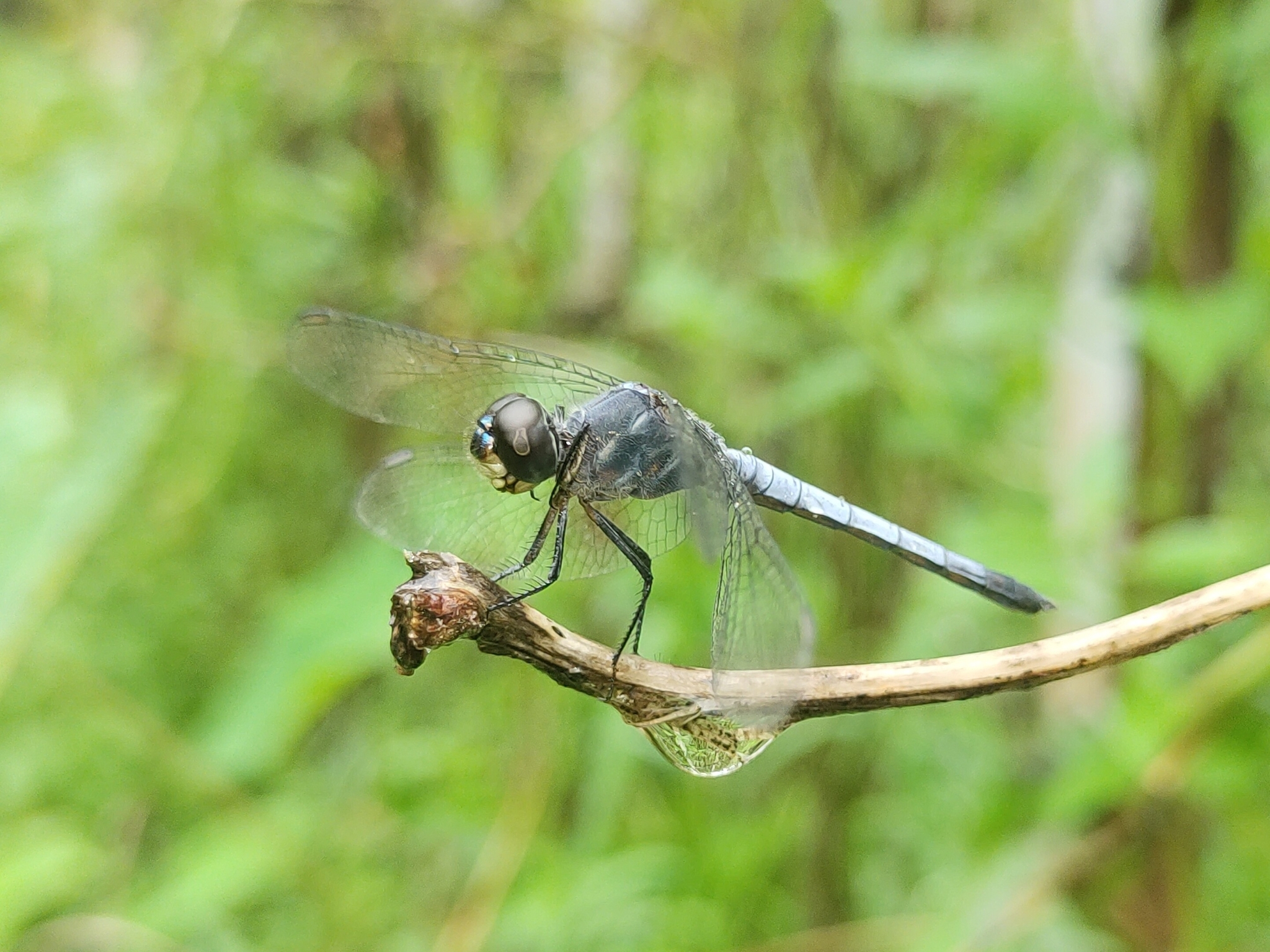 Little Blue Marsh Hawk