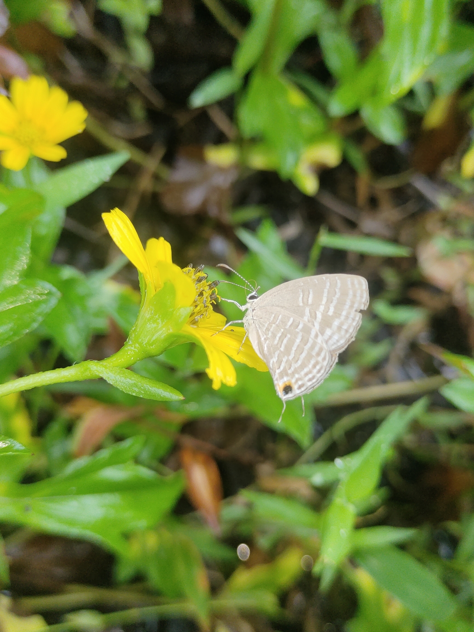 Common Cerulean