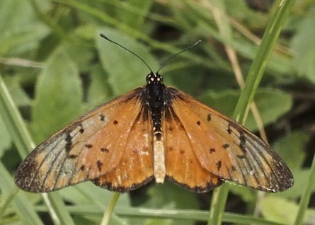 Westwood's Acraea
