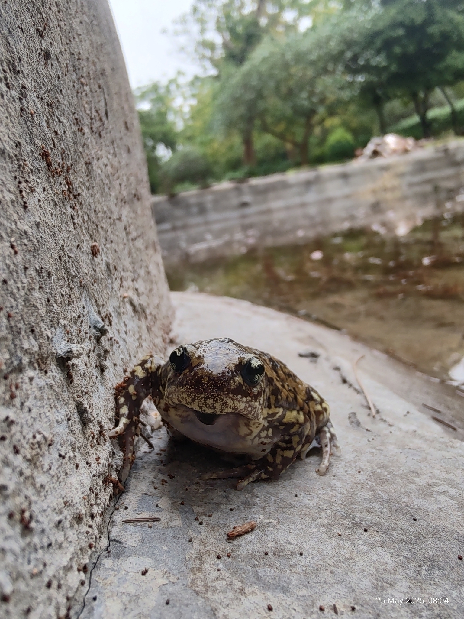 Marbled Balloon Frog