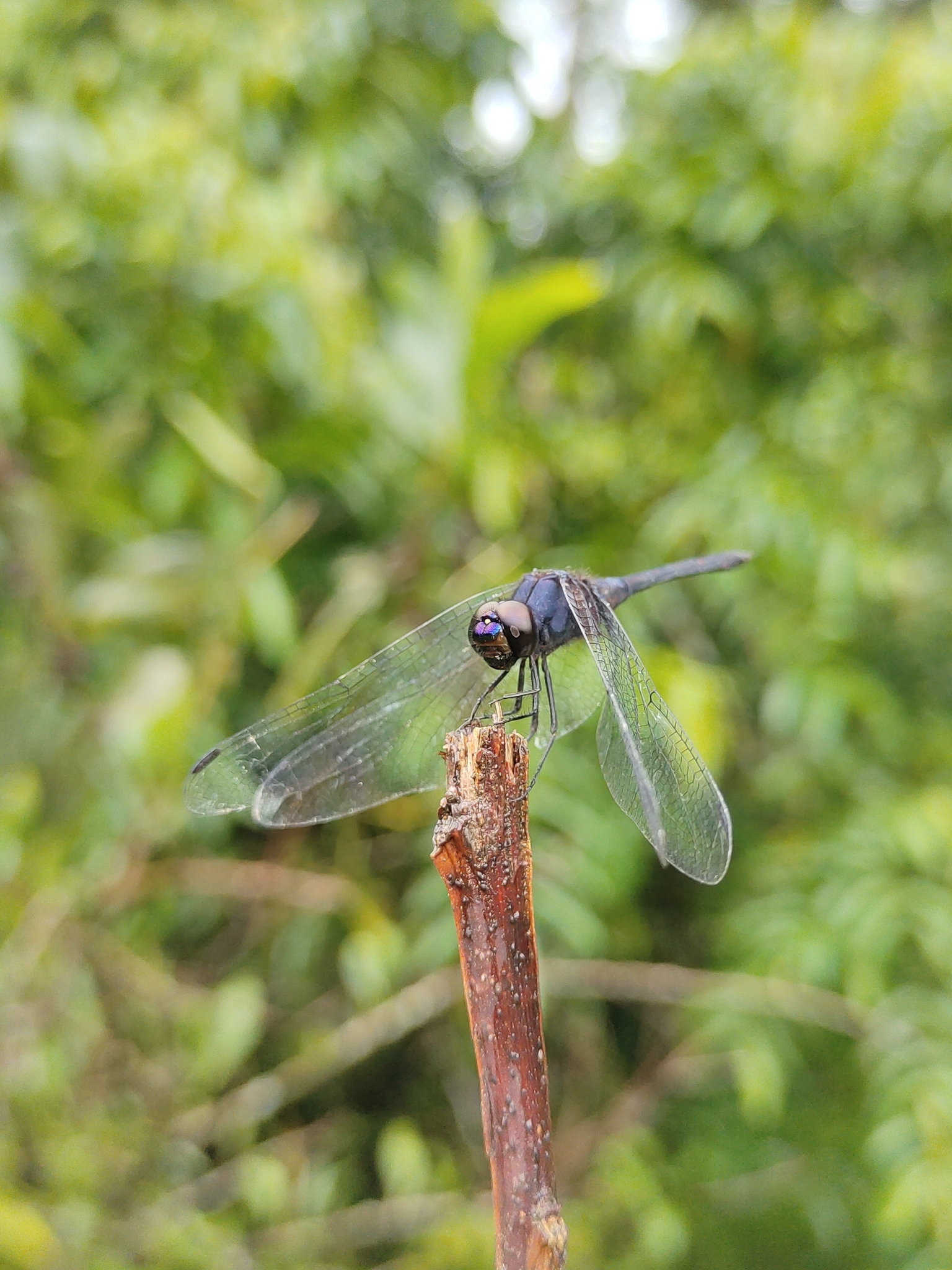 Black Stream Glider