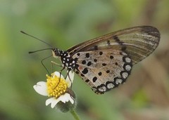 Acraea pseudegina