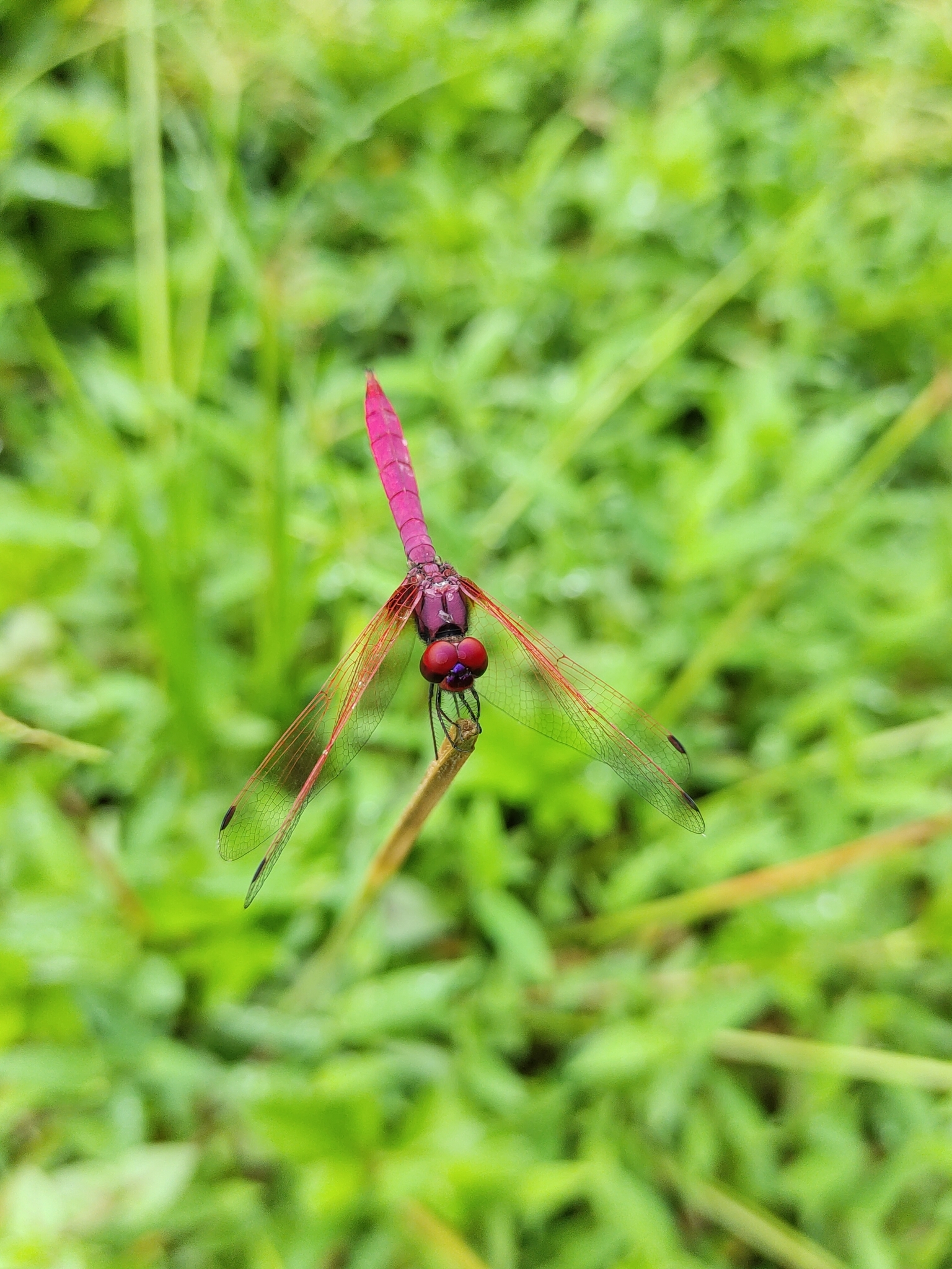 Crimson Marsh Glider