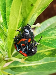 Labidomera suturella