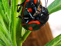 Labidomera suturella