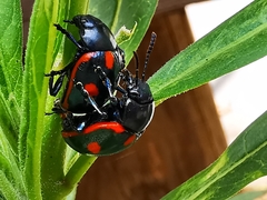 Labidomera suturella