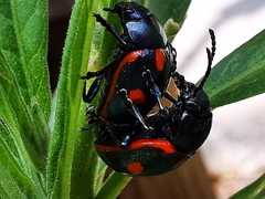 Labidomera suturella