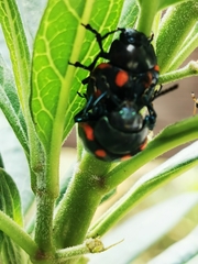 Labidomera suturella