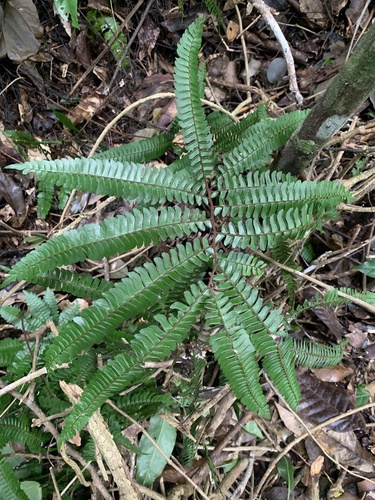 Adiantum pulverulentum, photograph 6