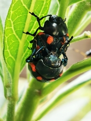 Labidomera suturella