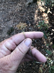 Monardella hypoleuca lanata