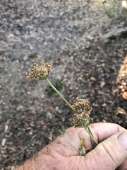 Monardella hypoleuca lanata