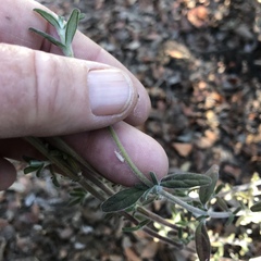 Monardella hypoleuca lanata