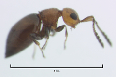 Lagynodes gastroleius