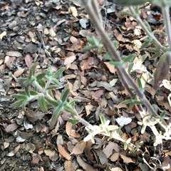 Monardella hypoleuca lanata