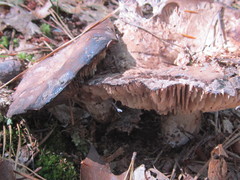 Russula dissimulans