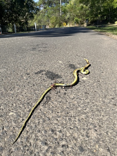 Common Tree Snake sighting