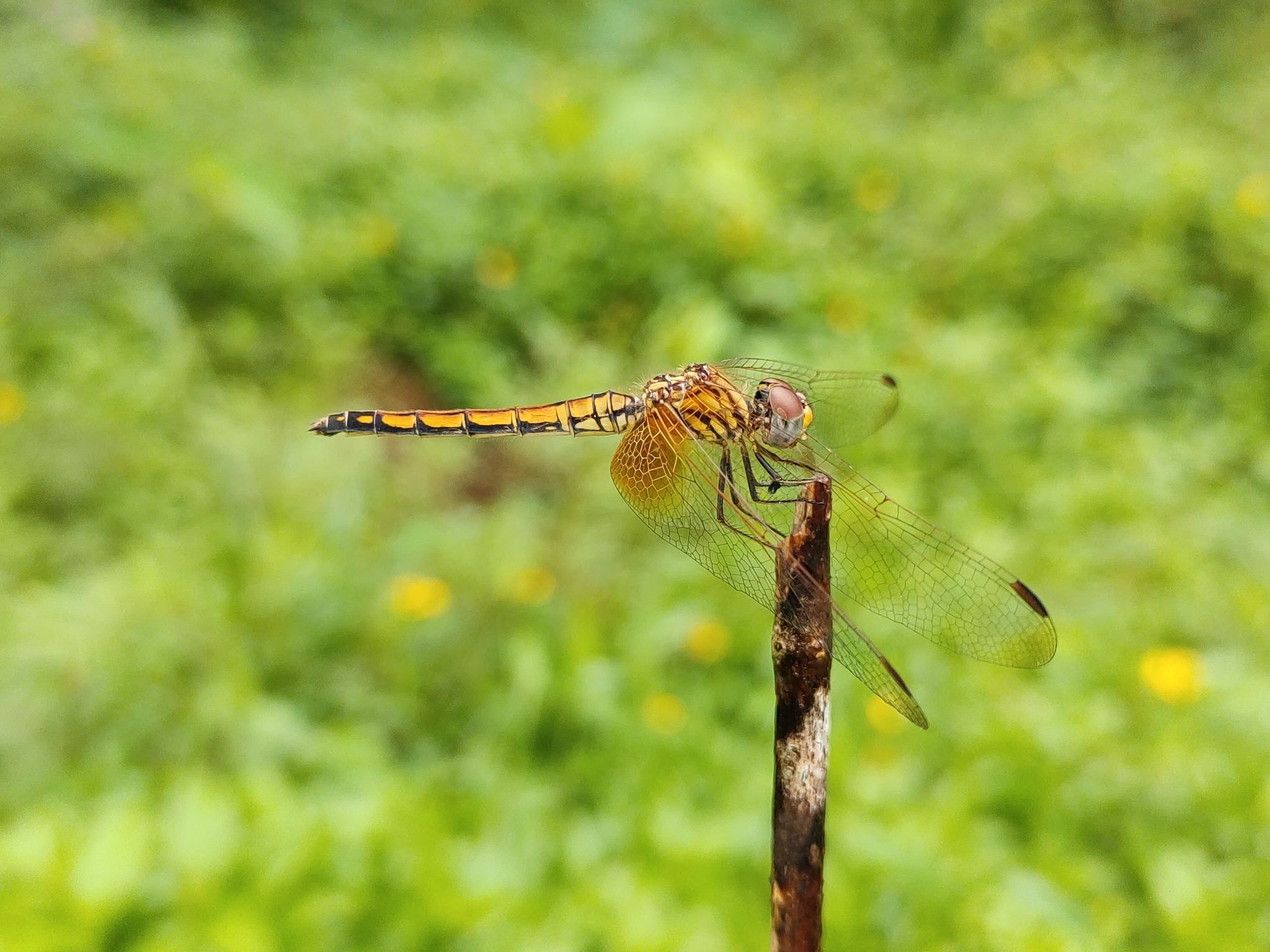 Crimson Marsh Glider