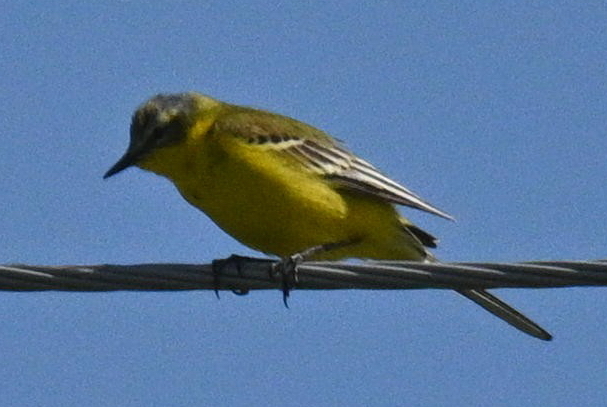 Western Yellow Wagtail