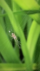 Leucauge