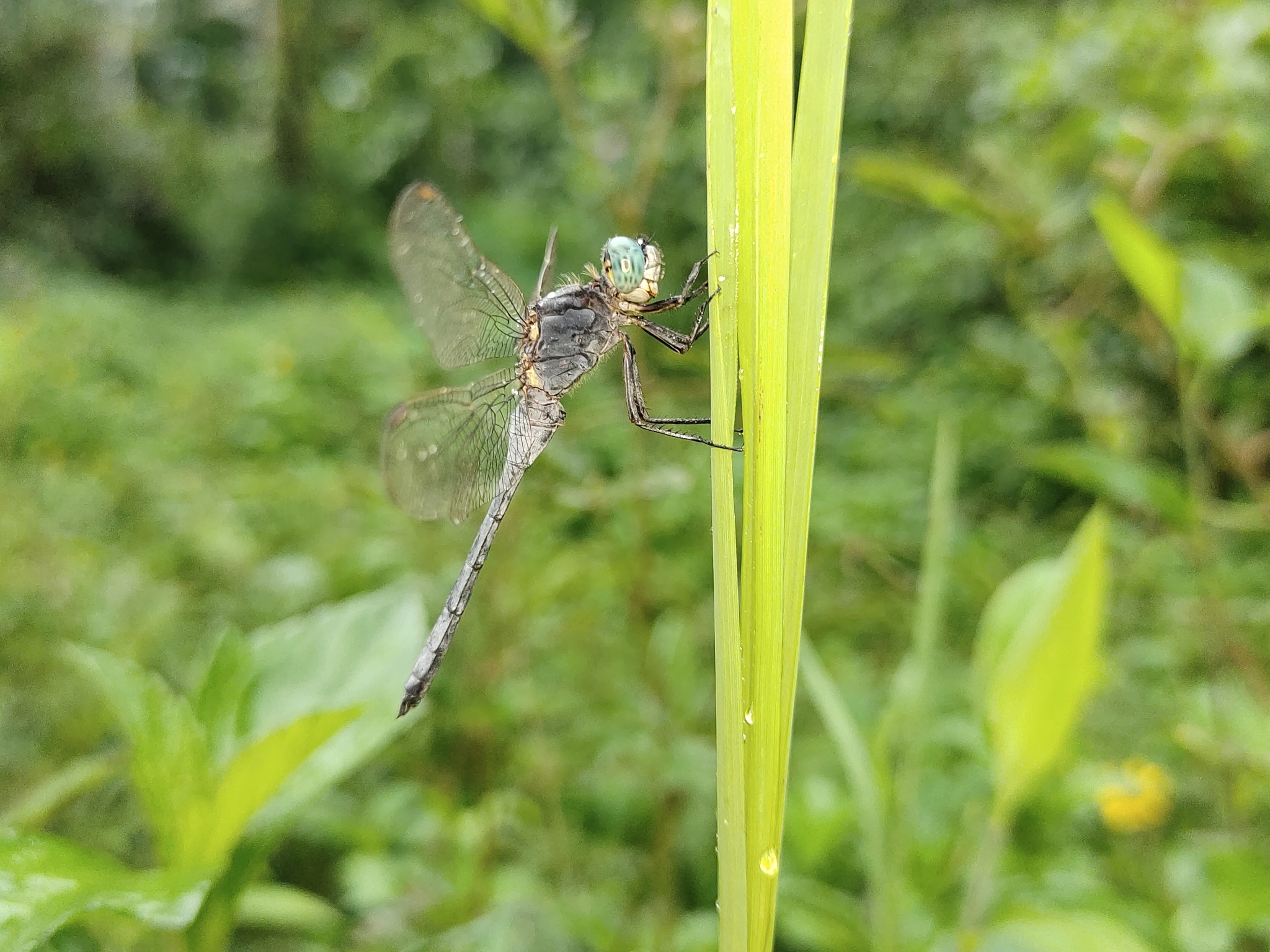 Marsh Skimmer