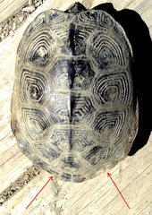Malaclemys terrapin centrata